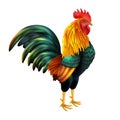 Colorful Realistic Rooster
