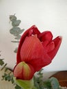 A red amarillys flower closeup pic
