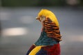 Colorful red asian pheasant looking back Royalty Free Stock Photo