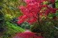 Colorful red Autumn leaves on trees