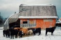 a colorful red barn building with cow cattle feeding from a haystack during the winter with snow covering the fields Royalty Free Stock Photo