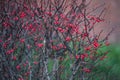 Colorful red berries of barberry on bare thorny branches Royalty Free Stock Photo