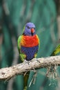 Colorful red blue green bird Royalty Free Stock Photo
