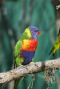 Colorful red blue green bird Royalty Free Stock Photo