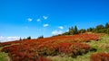 Colorful red blueberry bushes, Jeseniky mountains, Czech Republic Royalty Free Stock Photo