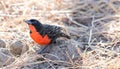 Red-breated Meadowlark Leistes militaris Royalty Free Stock Photo