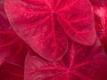 colorful red caladium leaves nature or abstract background by closeup of vivid pink leaf shrub a tropical leafy potted plan