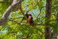 Colorful Parrots Kissing In A Tree In Darwin, Australia Royalty Free Stock Photo