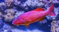 Colorful Red Coral Grouper Waikiki Oahu Hawaii