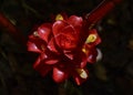 Colorful red Costus Barbatus blooming