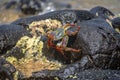 Colorful Red Crab at Praia do Sancho Beach - Fernando de Noronha, Pernambuco, Brazil Royalty Free Stock Photo