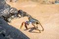 Colorful Red Crab at Praia do Sancho Beach - Fernando de Noronha, Pernambuco, Brazil Royalty Free Stock Photo