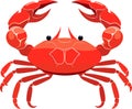 Colorful red crab vector. Sea creature shell crab icon isolated on white background Royalty Free Stock Photo