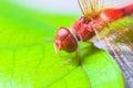 Colorful red dragonfly catching on green plant nature insect outdoor macro background