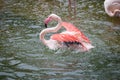 Colorful red flamingo taking a bath Royalty Free Stock Photo