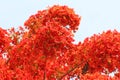 Colorful red flowers blooming,The Flame Tree Royalty Free Stock Photo