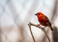 Red Fody (Foudia madagascariensis) in Madagascar Royalty Free Stock Photo