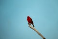 Red Fody (Foudia madagascariensis) in Madagascar Royalty Free Stock Photo