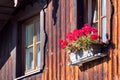 Colorful red geraniums in a window box