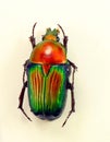 Colorful red green flower beetle Euchilia puncticollis from Madagascar. Cetoniidae. Coleoptera.