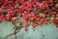 Colorful red and green ivy on the wall in autumn. Nice for background or texture. Royalty Free Stock Photo