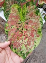 Colorful red and green leaf of Fancy Caladium `Mesmerized`