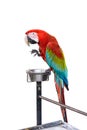 Colorful Red-and-green Macaw bird isolated Royalty Free Stock Photo