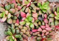 Haworthia rufescens or colorful red and green roses stone cactus flowers blooming ornamental plants texture nature patterns in top