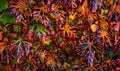 Colorful red, green and yellow grape leaves, autumn vineyard pattern Royalty Free Stock Photo