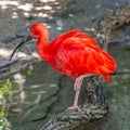 Colorful Red Ibis from South America portrait, closeup