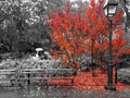 Colorful red leaves cover the ground around a bench in a black and white landscape scene in New York City