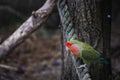 Colorful red-lored lovebird parakeet Royalty Free Stock Photo