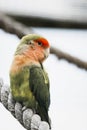 Colorful red-lored lovebird parakeet Royalty Free Stock Photo