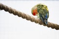 Colorful red-lored lovebird parakeet Royalty Free Stock Photo