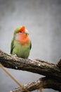 Colorful red-lored lovebird parakeet Royalty Free Stock Photo