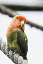 Colorful red-lored lovebird parakeet Royalty Free Stock Photo