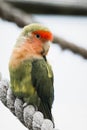 Colorful red-lored lovebird parakeet Royalty Free Stock Photo