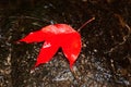 Colorful red Maple leaf on a streamlet in autumn Royalty Free Stock Photo