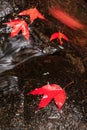 Colorful red Maple leaf on a streamlet in autumn Royalty Free Stock Photo