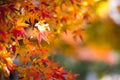Colorful Red Maple Leaf Vibrant Tree in Japan during Autumn Seas Royalty Free Stock Photo