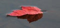 Colorful Red Maple Leaf on the Water Royalty Free Stock Photo