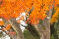 colorful red maple leaves branch tree in Showa Kinen Park, Tokyo