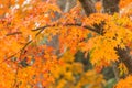 Colorful red maple leaves branch tree in Showa Kinen Park, Tokyo Royalty Free Stock Photo