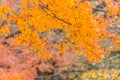 Colorful red maple leaves branch tree in Showa Kinen Park, Tokyo Royalty Free Stock Photo