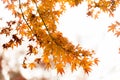 Colorful red maple leaves branch tree in Showa Kinen Park, Tokyo Royalty Free Stock Photo