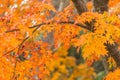 colorful red maple leaves branch tree in Showa Kinen Park, Tokyo Royalty Free Stock Photo