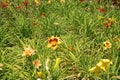 Colorful red and orange flowers of daylilies Royalty Free Stock Photo