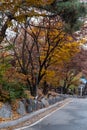 Colorful Red and Orange leaves, autumn season with road and path Royalty Free Stock Photo