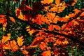 Colorful red, orange, yellow and green autumn tree leaves mosaic closeup in Mazowiecki Landscape Park in Celestynow in Poland