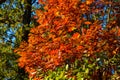 Colorful red, orange, yellow and green autumn tree leaves mosaic closeup in Mazowiecki Landscape Park in Celestynow in Poland